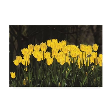 Kurt Shaffer Photographs 'Glowing Yellow Tulips' Canvas Art,22x32
